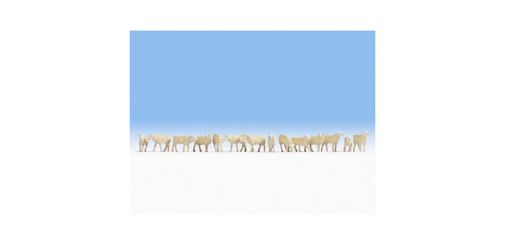 15749 Noch Schapen