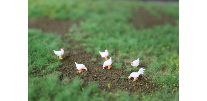 H0K12 VPS Witte Leghorn kippen
