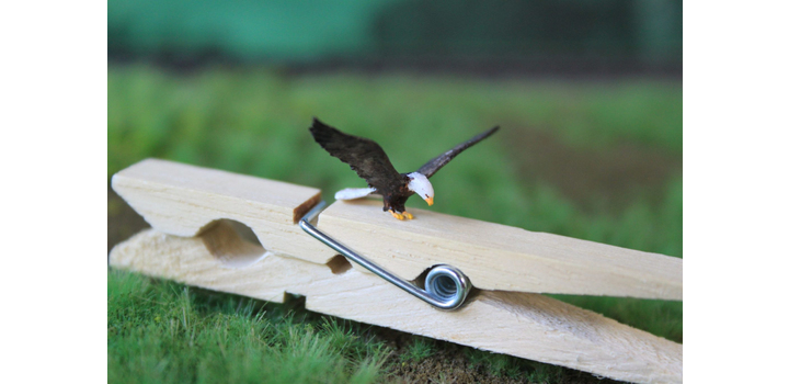 H0K14 VPS Bald Eagle Attack