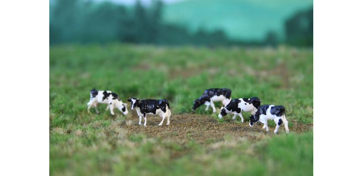 NVPS201 Holstein Zwartbont 5 stuks