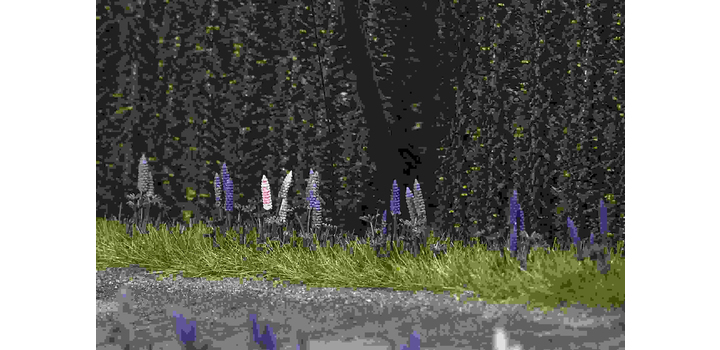 1217 Busch Wilde Lupine