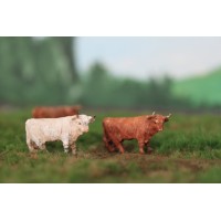 HVPS102 VPS Schotse Hooglander Crème