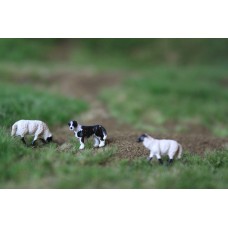 00B10 VPS Border Collie met 2 Suffolk