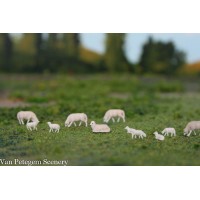 HS004 NL/DE Texelaar met lammeren 10 stuks