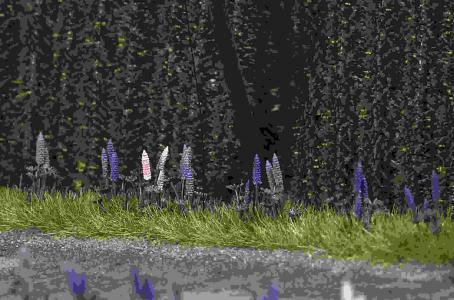1217 Busch Wilde Lupine