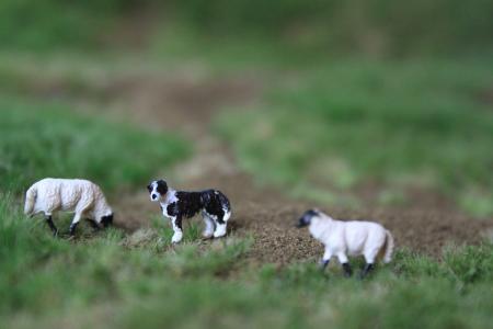 00B10 VPS Border Collie met 2 Suffolk